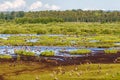 Flying flock of Greylag geese at a wetland