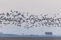 Flying flock Greylag goose, Hortobagy Hungary