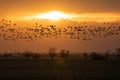 Flying flock Greylag goose, Hortobagy Hungary