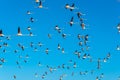 Flying flock of nice Greater flamingo Phoenicopterus roseus with clear blue sky. Dubai. United Arab Emirates. Royalty Free Stock Photo