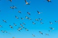 Flying flock of nice Greater flamingo Phoenicopterus roseus with clear blue sky. Dubai. United Arab Emirates. Royalty Free Stock Photo