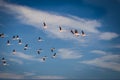 Flying flock of nice greater Flamingos with clear blue sky. Ebro River Delta Natural Park. Royalty Free Stock Photo
