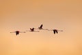 Flying flock of nice pink big bird Greater Flamingo, Phoenicopterus ruber, with clear morning sky with clouds, Camargue, France. S Royalty Free Stock Photo