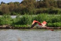 Flying flock of nice pink big bird Greater Flamingos Royalty Free Stock Photo