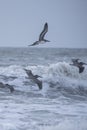 Flying flock of pelicans.