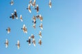 Flying Flock Of Pigeons Shot From A Low Angle, Beatiful Blue Sky, Freedom Concept. Flying Flock of White Doves.