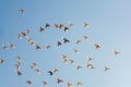 Flying Flock Of Pigeons Shot From A Low Angle, Beatiful Blue Sky, Freedom Concept. Flying Flock of White Doves.