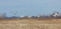 A Flying Flock of Sandhill Cranes