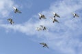 Flying flock of speed racing pigeon against blue sky