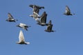 Flying flock of speed racing pigeon bird against clear blue sky Royalty Free Stock Photo