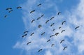 Flying flock of storks in the blue sky