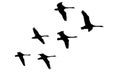Flying flock of swans birds, silhouettes. Vector illustration Royalty Free Stock Photo