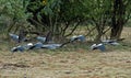 Flying flock of Wattled Ibis