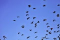 Flying Flock Of White-faced Whistling Duck, Dendrocygna Viduata, Namibia