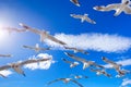 Flying flock of white seagulls with blue sky background Royalty Free Stock Photo