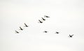 Flying flock of whooper swans in the sky