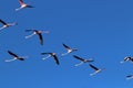 Flying flock of wild flamingos in summer