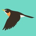 flying flycatcher ,vector illustration , flat