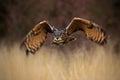 Flying forest bird, Eurasian Eagle Owl, Bubo bubo, flying bird with open wings in grass meadow, forest in the background, Norway Royalty Free Stock Photo