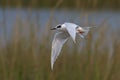 Flying Forster's Tern Royalty Free Stock Photo