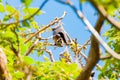 Flying fox or Australian fruit bat hanging on tree Royalty Free Stock Photo