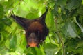 Flying fox bat Royalty Free Stock Photo