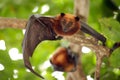 Flying fox bat Royalty Free Stock Photo