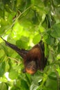 Flying fox bat Royalty Free Stock Photo