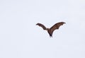 Flying fox bat against white background Royalty Free Stock Photo