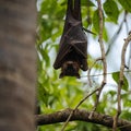 Flying Fox Bat Royalty Free Stock Photo