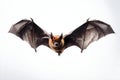 Flying Fox Bat in Flight: A Stunning Close-up Royalty Free Stock Photo