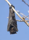 flying fox bat Royalty Free Stock Photo