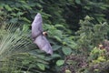 Flying Fox Bat in jungle