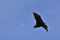 Flying fox bat under the daylight moon in Thailand Royalty Free Stock Photo