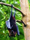 Flying Fox