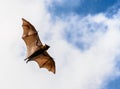 Flying fox on blue sky Royalty Free Stock Photo