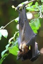 Flying Fox Royalty Free Stock Photo