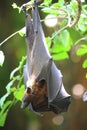 Flying Fox Royalty Free Stock Photo