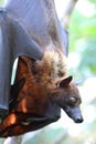 Flying Fox Royalty Free Stock Photo