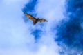 Flying Fox Royalty Free Stock Photo