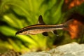 Flying fox Epalzeorhynchos kalopterus Aquarium fish eating algae