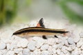 Flying fox Epalzeorhynchos kalopterus Aquarium fish eating algae