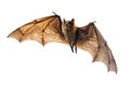 Flying Fox In Flight On White. Isolated Bat With Visible Wing Structure Royalty Free Stock Photo