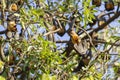 Flying fox or fruit bat in tree