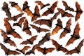 Flying fox fruit bats in the sky