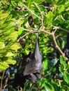 Flying Fox Hanging from a Tree Branch Royalty Free Stock Photo