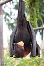 A flying fox hangs upside down and holds a slice of mango in its mouth