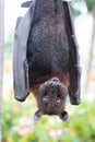 A flying fox hangs upside down with its wings folded