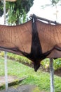 Flying fox hangs upside down with open wings.