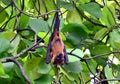 A flying fox hangs upside down on a tree